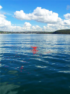 Peter Ikin LOLPI.com